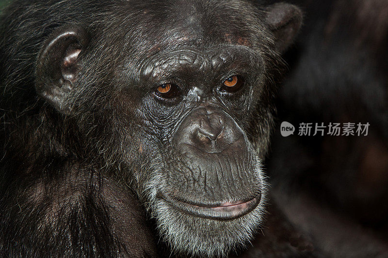 黑猩猩的pan troglodytes，成人PH